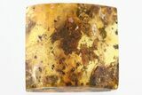 Detailed Fossil Moth, Ants, and Beetle in Baltic Amber #325254-1